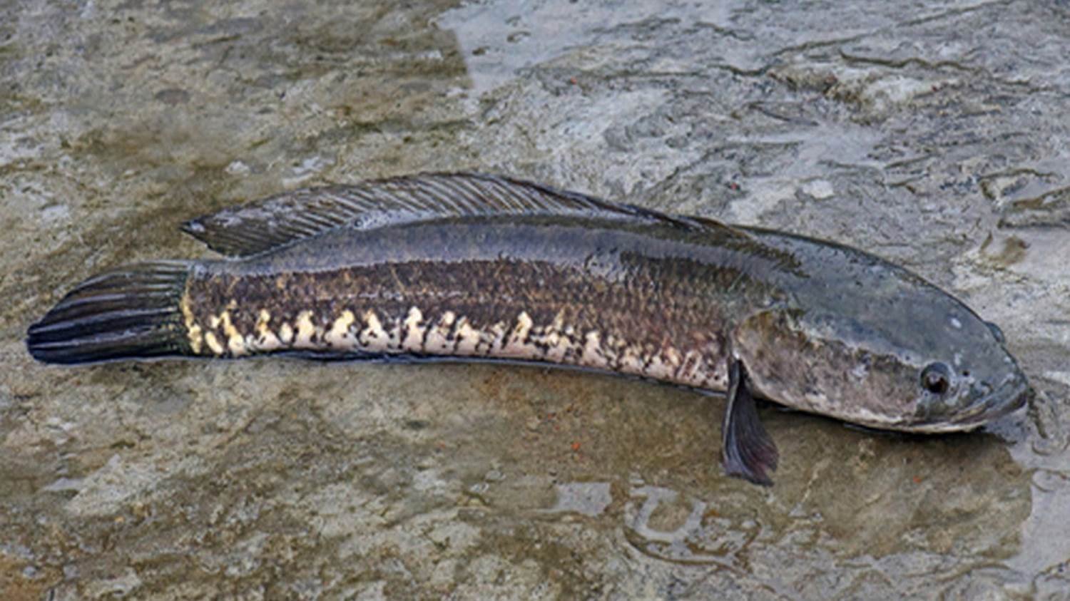 Ikan Gabus. Foto: istimewa
