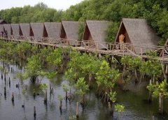 Tanaman Mangrove di Indonesia/Foto Istimewa