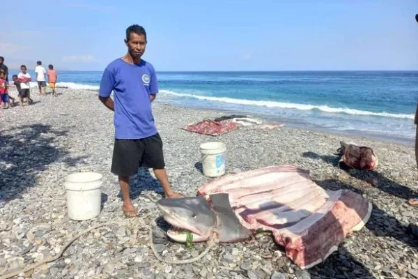 Hilang Saat Diving di Maluku, Turis AS Ditemukan Pada Perut Ikan Hiu