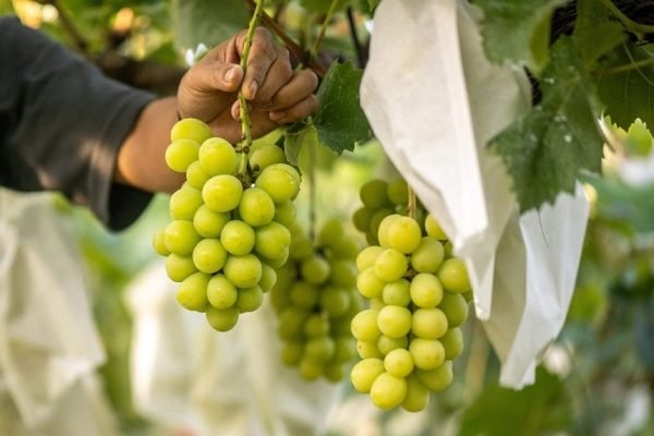 Apa Itu Anggur Shine Muscat yang Diduga Mengandung Residu Kimia?