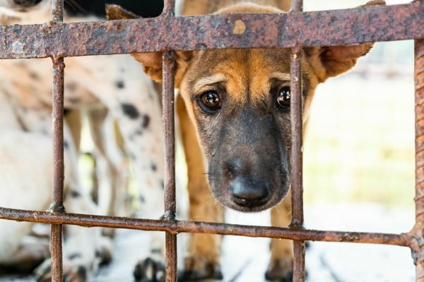 RUU Larangan Perdagangan Daging Anjing dan Kucing Ditolak Baleg DPR
