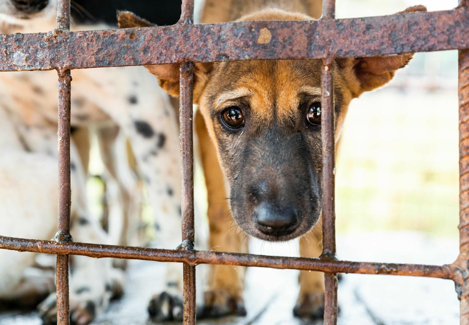 RUU Larangan Perdagangan Daging Anjing dan Kucing Ditolak Baleg DPR