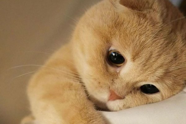 Muhammadiyah luncurkan KucingMu dan berikan layanan kesehatan gratis untuk kucing/Foto : Dok. Istimewa