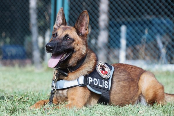Viral Anjing K9 SCBD Digaji Belasan Juta, Karyawan UMR Kalah!