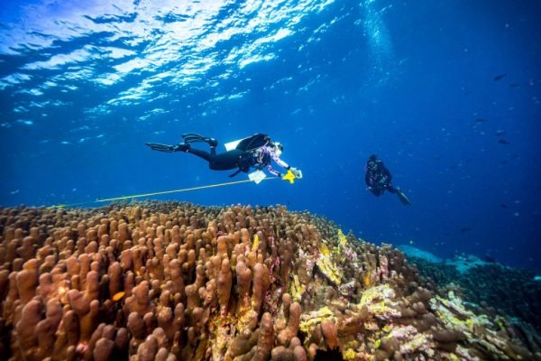 Terumbu Karang Terbesar di Dunia Ditemukan di Bali! Ini Wujudnya