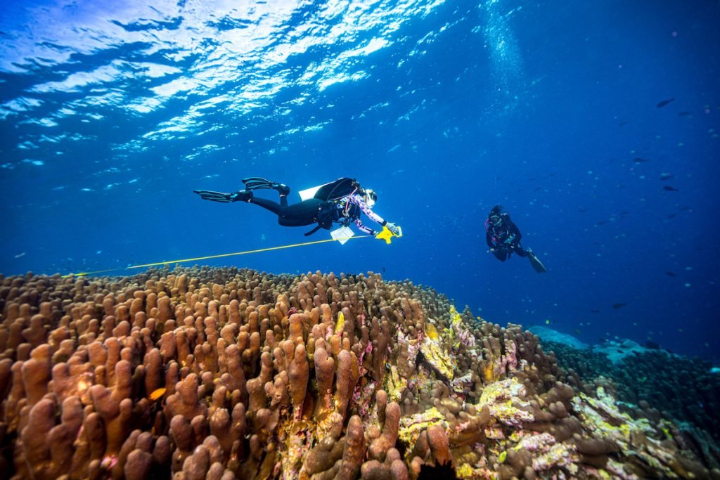 Terumbu Karang Terbesar di Dunia Ditemukan di Bali! Ini Wujudnya