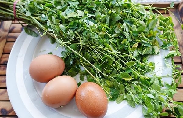 Badan Gizi Nasional Ganti Susu Dengan Telur Atau Daun Kelor Untuk MBG