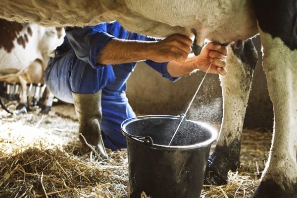 Indonesia Siap Impor 200 Ribu Ekor Sapi Perah Untuk Makan Bergizi Gratis