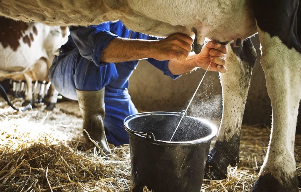 Indonesia Siap Impor 200 Ribu Ekor Sapi Perah Untuk Makan Bergizi Gratis