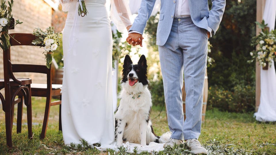 New York Resmi Legalkan Anjing Sebagai Saksi Pernikahan