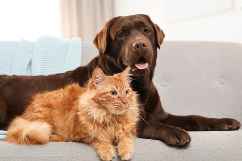 Berbicara dengan Anjing dan Kucing Lewat Teknologi AI