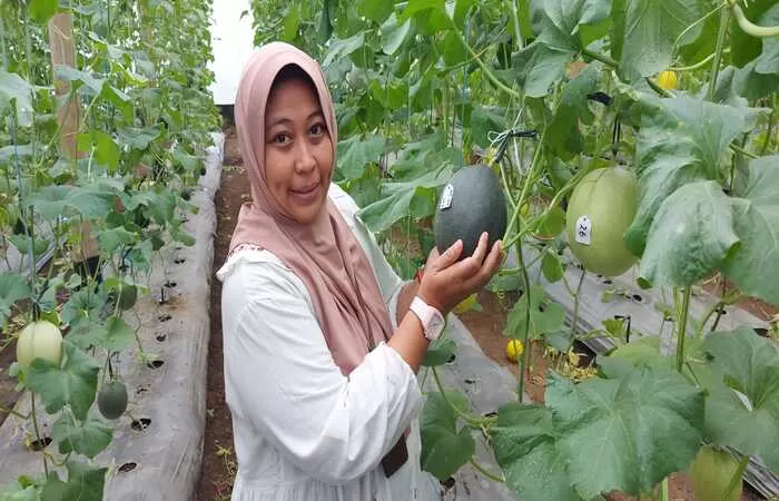 Melon Hitam Ditemukan di Indonesia Untuk Pertama Kalinya