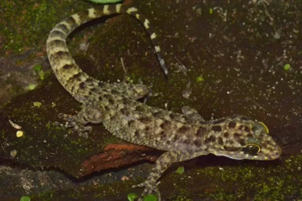 Cyrtodactylus Pecelmadiun: Jenis Tokek Baru yang Ditemukan BRIN di Jawa Timur