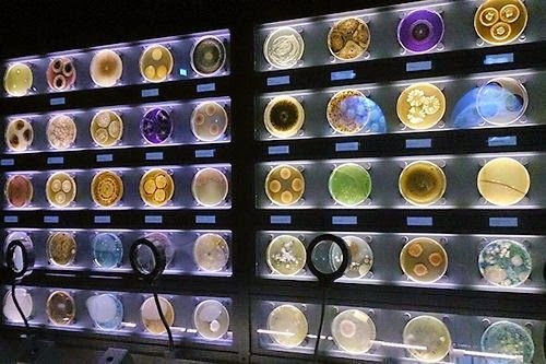 Intip Micropia Belanda, Satu-Satunya Museum Mikroba di Dunia