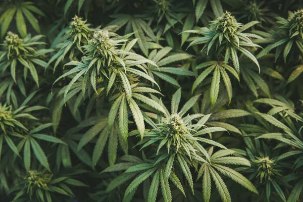 BNN: Asap Pemusnahan Narkoba Ganja Aman Dihirup
