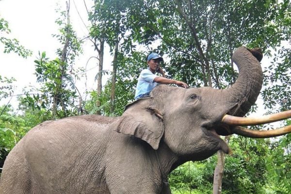 Wisata gajah di Taman Nasional Tesso Nilo. Foto: indonesia.travel