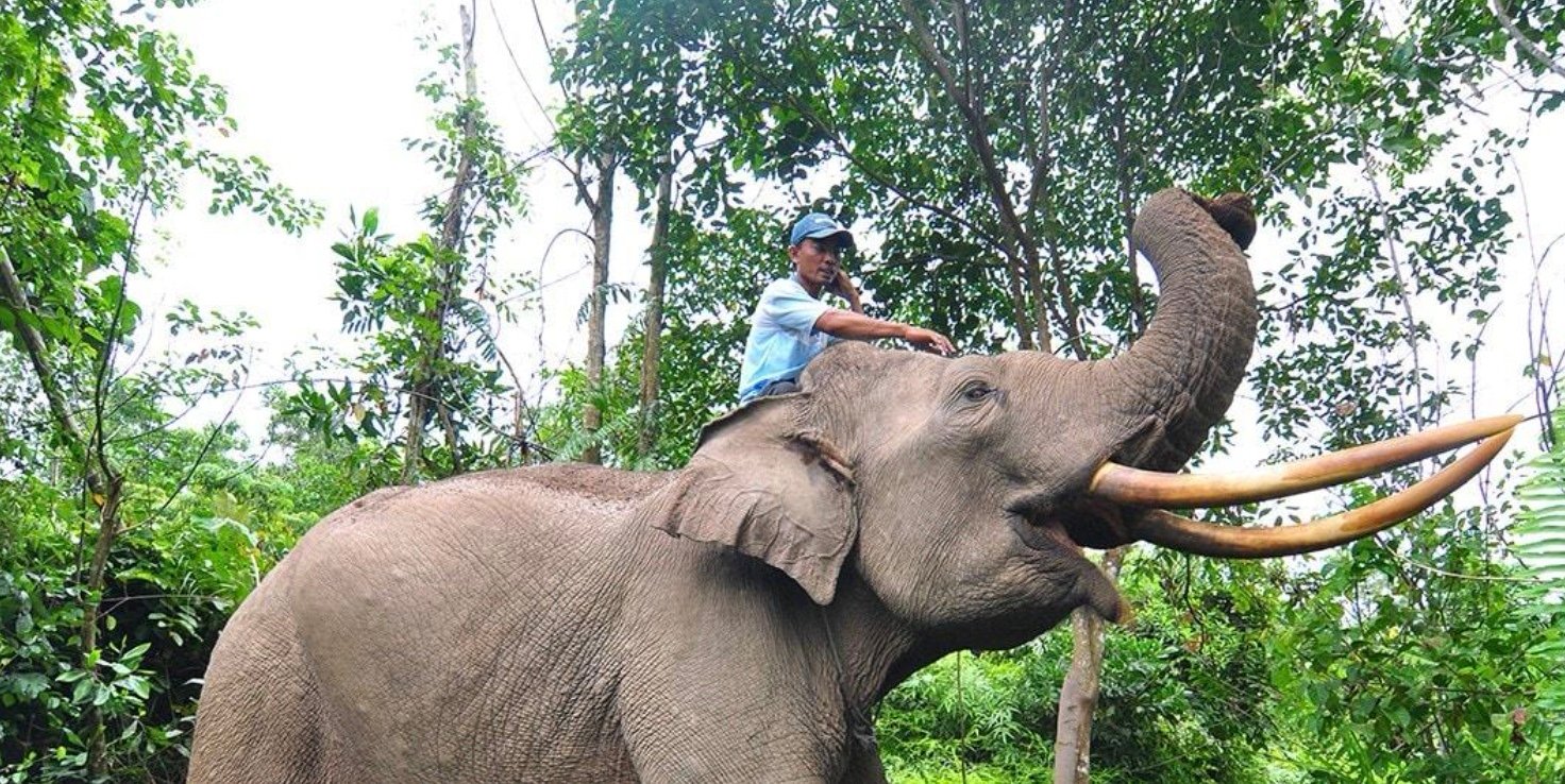 Wisata gajah di Taman Nasional Tesso Nilo. Foto: indonesia.travel