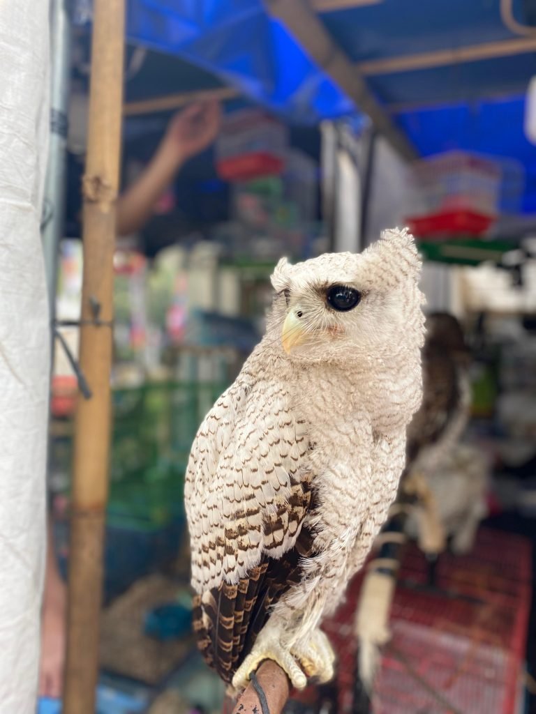 Burung hantu di pameran flora dan fauna Lapangan Banteng/Foto : Dok Fifi Abdurahman