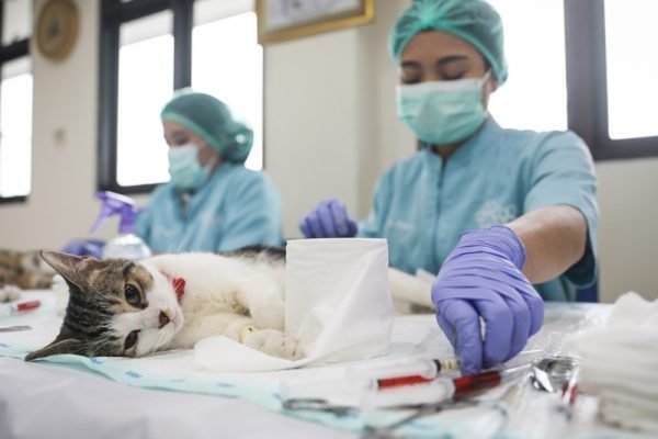 Sterilisasi kucing liar di Jakarta/Foto Pemprov DKI