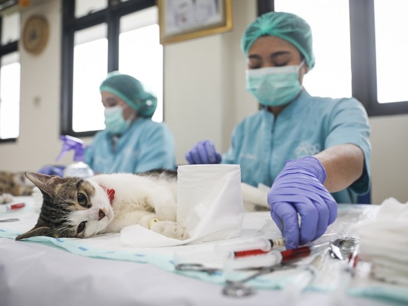 Sterilisasi kucing liar di Jakarta/Foto Pemprov DKI