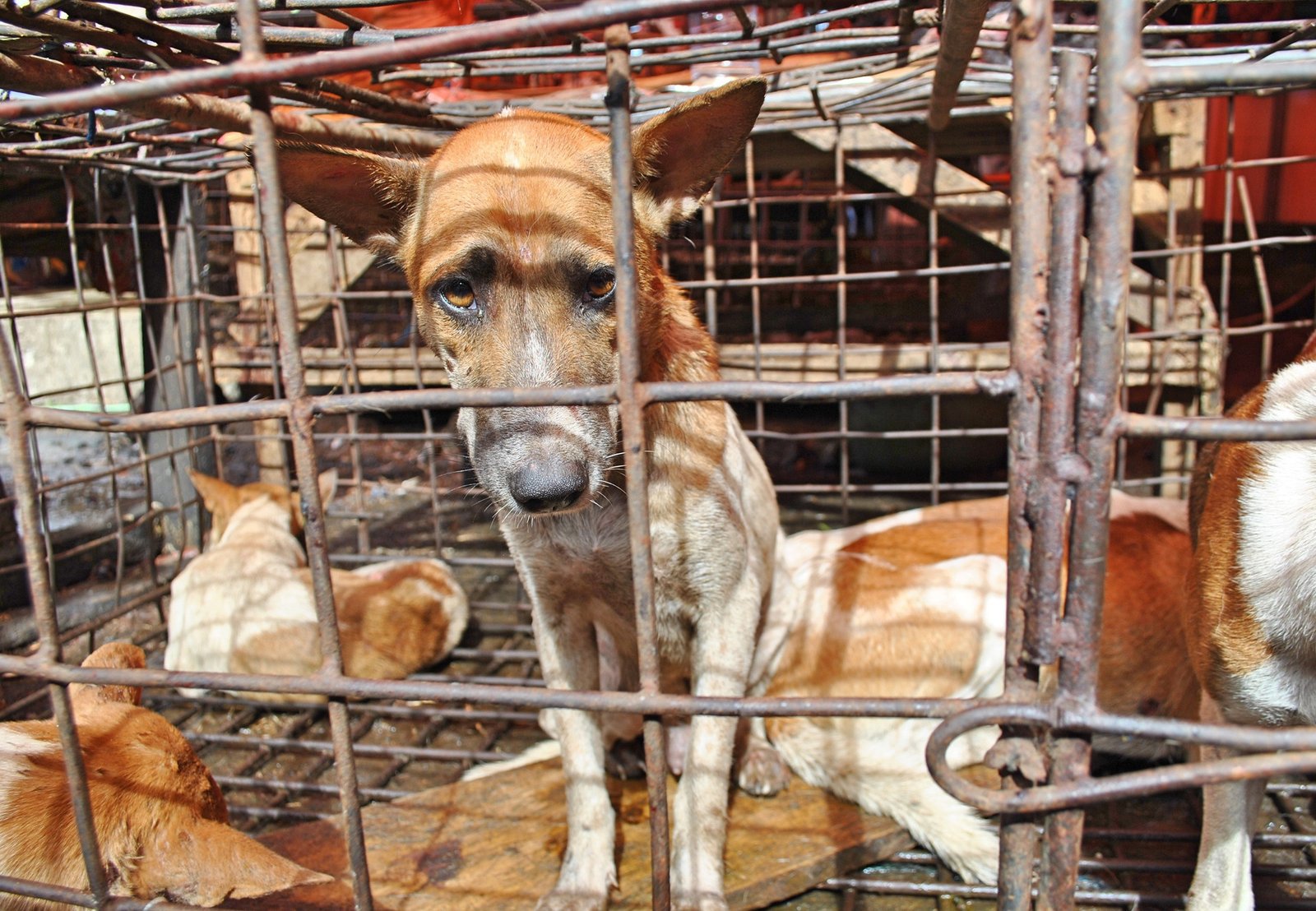 Prolegnas Prioritas 2026 Larang Perdagangan Daging Anjing dan Kucing/Foto : Dok. Four Paws