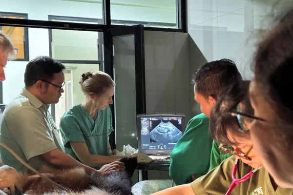 Proses inseminasi buatan panda raksasa yang dilakukan Tim Medis Taman Safari Indonesia/Foto : Dok. Taman Safari Indonesia