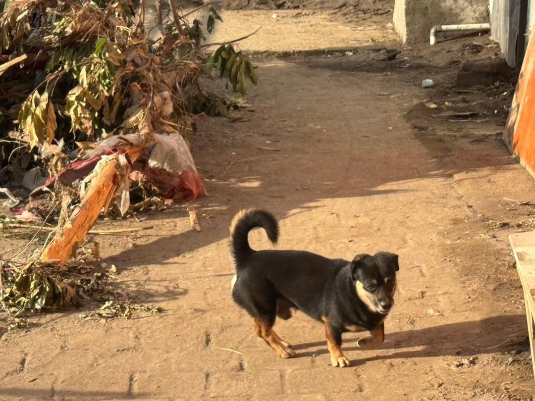 Seekor anjing. Foto: Instagram/sekretariat.kabinet