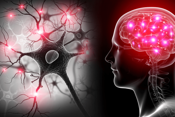 Ilustrasi proses neurogenesis pada otak manusia/Foto : Dok. iStock