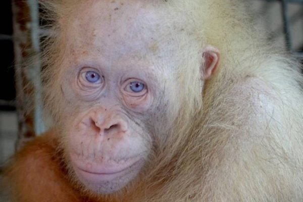 Alba, orangutan albino pertama dari Kalimantan Tengah/Foto : Dok. Istimewa