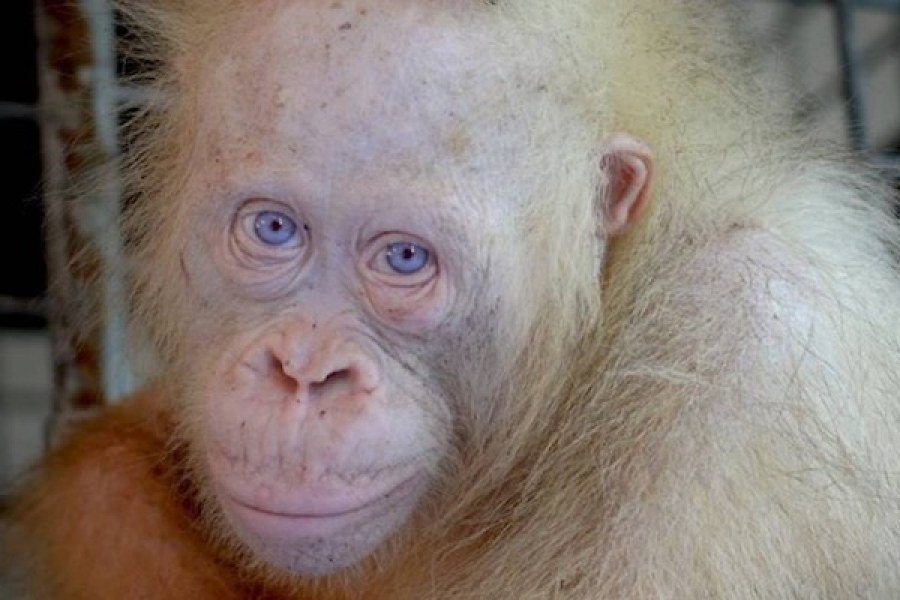 Alba, orangutan albino pertama dari Kalimantan Tengah/Foto : Dok. Istimewa