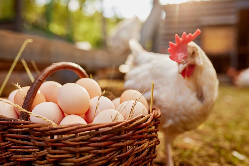 harga ayam dan telur di pasar terus melonjak, program MBG disebut jadi penyebabnya/Foto : Ilustrasi Dok. Adobe Stock