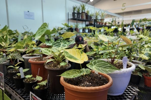 Tanaman hias di pameran Floriculture Indonesia International (FLOII) Expo 2025 di ICE BSD, Tangerang, Banten, Kamis (23/10). Foto: GPriority