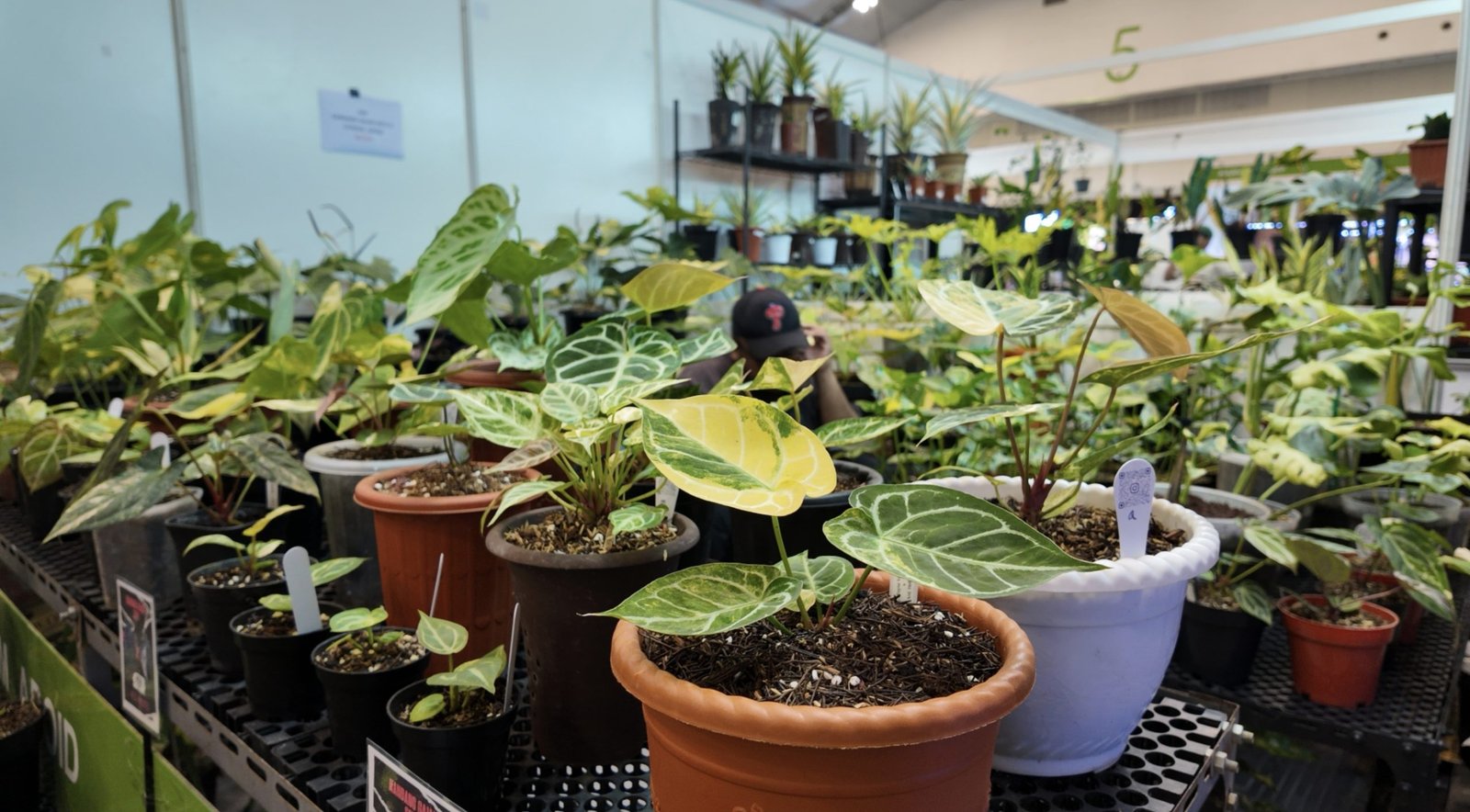 Tanaman hias di pameran Floriculture Indonesia International (FLOII) Expo 2025 di ICE BSD, Tangerang, Banten, Kamis (23/10). Foto: GPriority