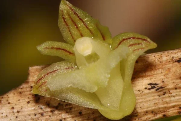 Dua spesies anggrek baru, Dendrobium siculiforme dan Bulbophyllum ewamiyiuu, ditemukan di Kepulauan Raja Ampat, Papua Barat/Foto : Dok. Balai Besar KSDA Papua Barat