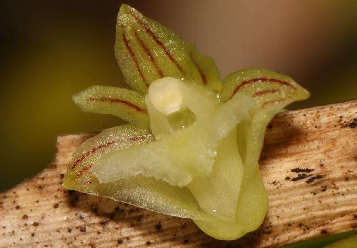 Dua spesies anggrek baru, Dendrobium siculiforme dan Bulbophyllum ewamiyiuu, ditemukan di Kepulauan Raja Ampat, Papua Barat/Foto : Dok. Balai Besar KSDA Papua Barat