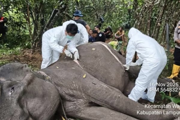 Seekor gajah jinak betina bernama Dona, yang berusia sekitar 45 tahun dan berada di Camp Elephant Response Unit Bungur, Taman Nasional Way Kambas (TNWK), dilaporkan mati pada Sabtu (16/11). Foto: Humas TNWK