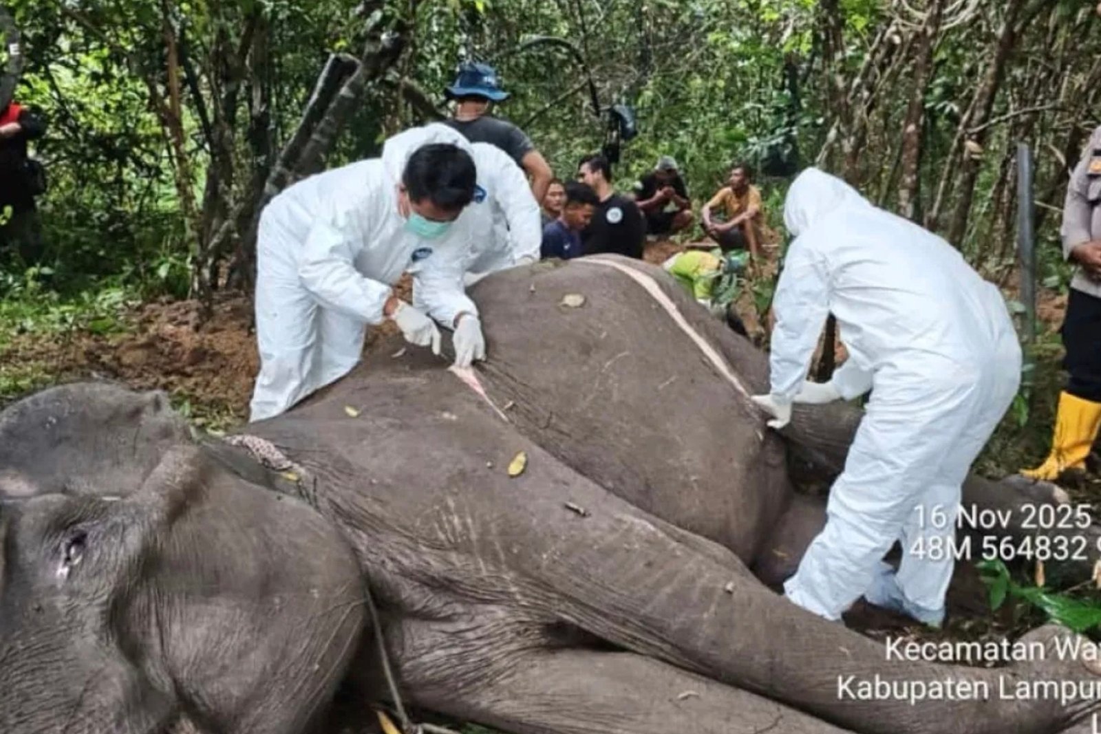 Seekor gajah jinak betina bernama Dona, yang berusia sekitar 45 tahun dan berada di Camp Elephant Response Unit Bungur, Taman Nasional Way Kambas (TNWK), dilaporkan mati pada Sabtu (16/11). Foto: Humas TNWK