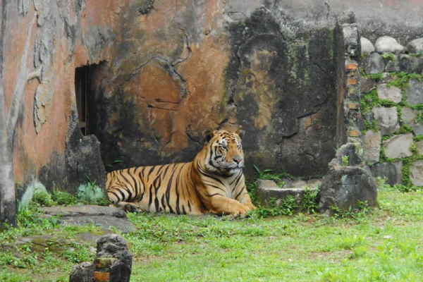 Penjaga Diduga Korupsi Pakan Harimau, Ragunan Beri Klarifikasi/Foto : Dok. Istimewa