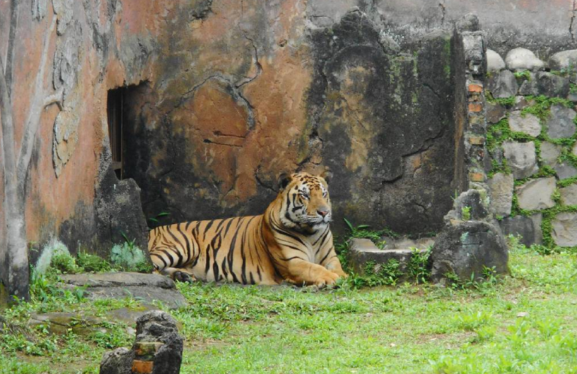 Penjaga Diduga Korupsi Pakan Harimau, Ragunan Beri Klarifikasi/Foto : Dok. Istimewa
