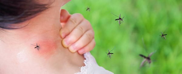 Waspadai peningkatan kasus DBD seiring datangnya musim hujan/Foto iStock