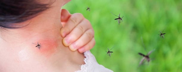 Waspadai peningkatan kasus DBD seiring datangnya musim hujan/Foto iStock
