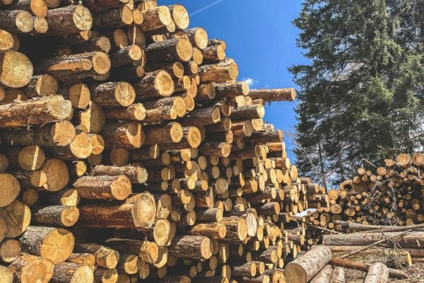 Ilustrasi kayu gelondongan. Foto: unplash