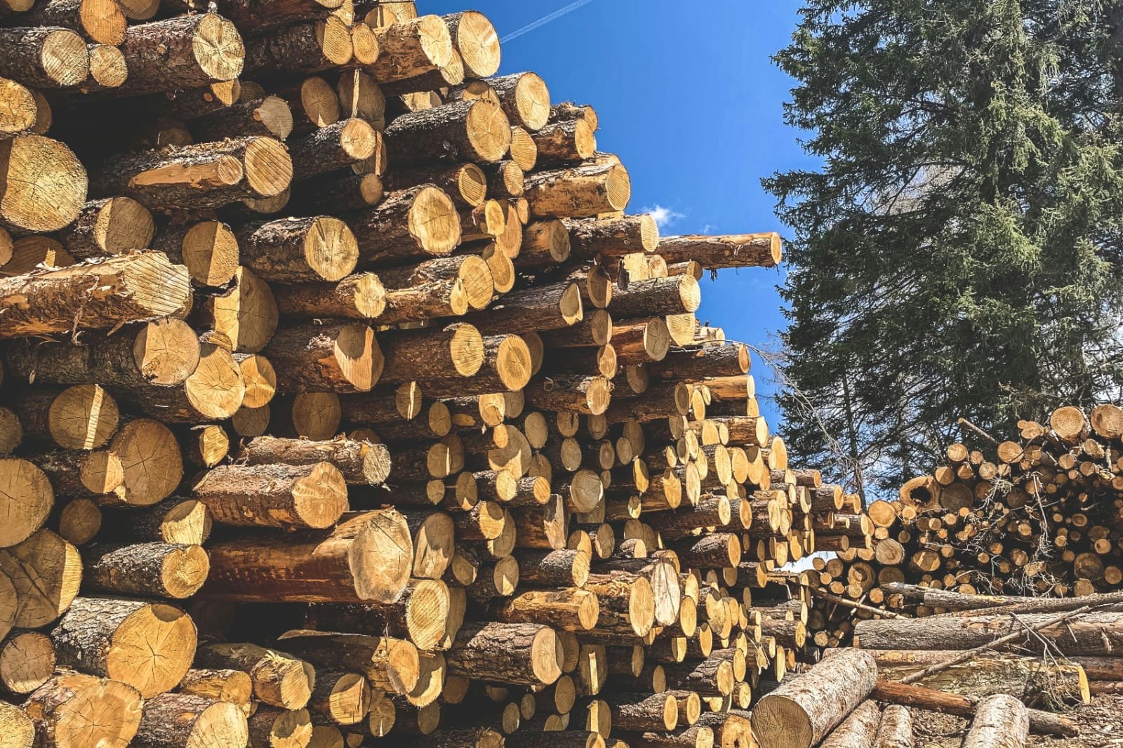 Ilustrasi kayu gelondongan. Foto: unplash