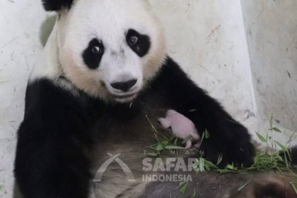 Bayi panda pertama yang lahir di Indonesia, bernama Satrio Wiratama atau Rio/Foto Instagram Sekretariat Kabinet