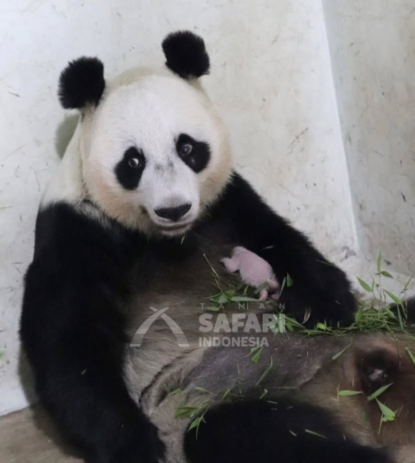 Bayi panda pertama yang lahir di Indonesia, bernama Satrio Wiratama atau Rio/Foto Instagram Sekretariat Kabinet
