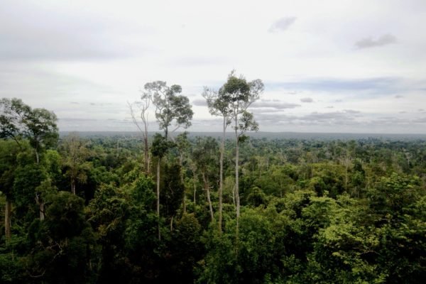 Ilustrasi hutan. Foto: profauna.net