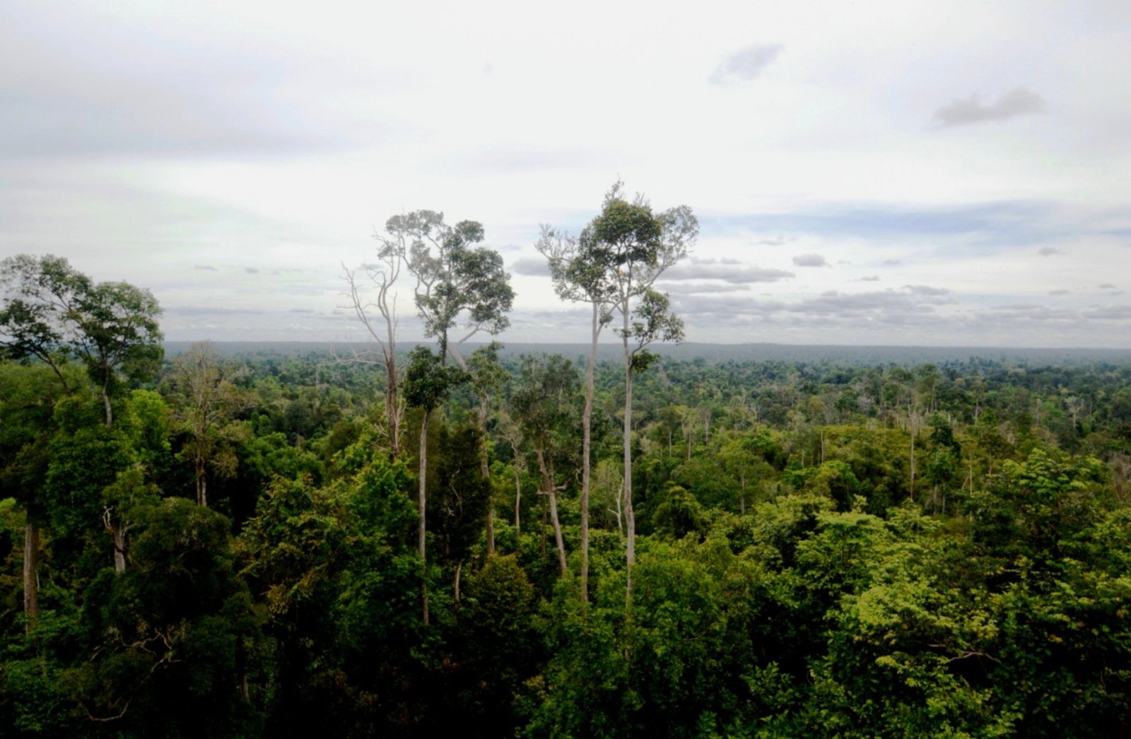 Ilustrasi hutan. Foto: profauna.net