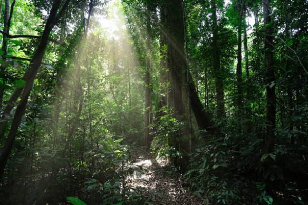 Data GFW: 10,5 Juta Hektare Hutan di Indonesia Hilang Sepanjang 2002-2023/Foto : Dok. iStock