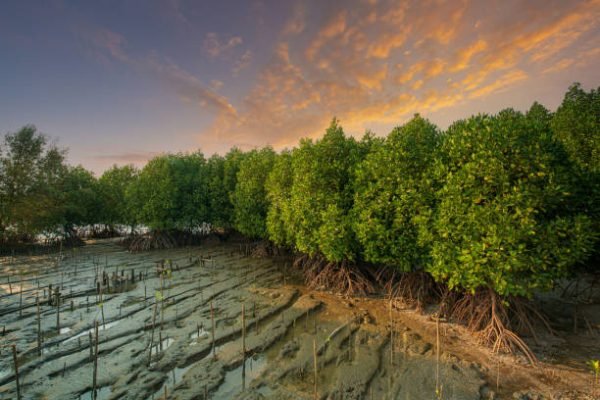Tanaman Mangrove/Foto iStock