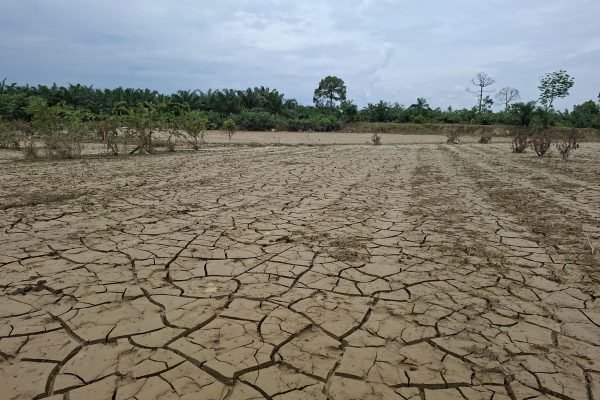 Kondisi Tanaman Cabai milik Petani Aceh Tamiang, Abdul Razzaq, mati tertimbun material lumpur sisa banjir bandang yang terjadi akhir tahun 2025 kemarin. Foto: zulfitra/gpriority.